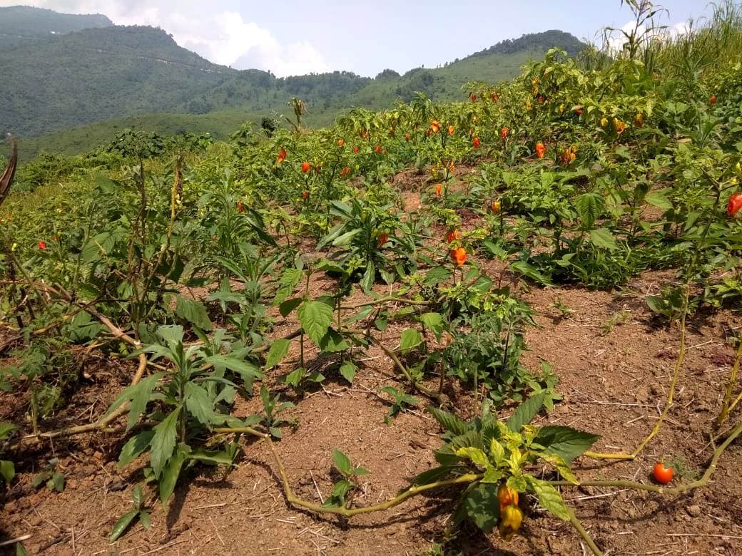 Chilli plants with ripening pods on a hillside farm