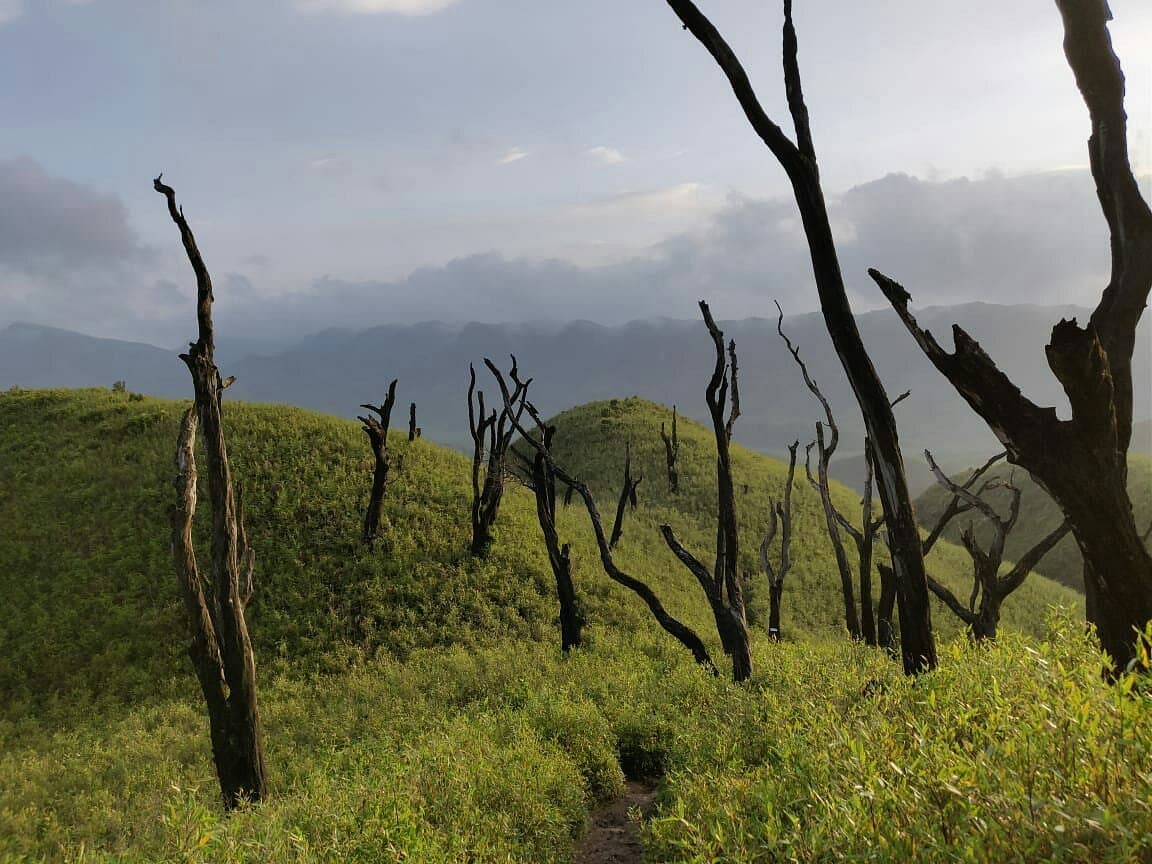 Green rolling hills and burnt tree trunks under cloud