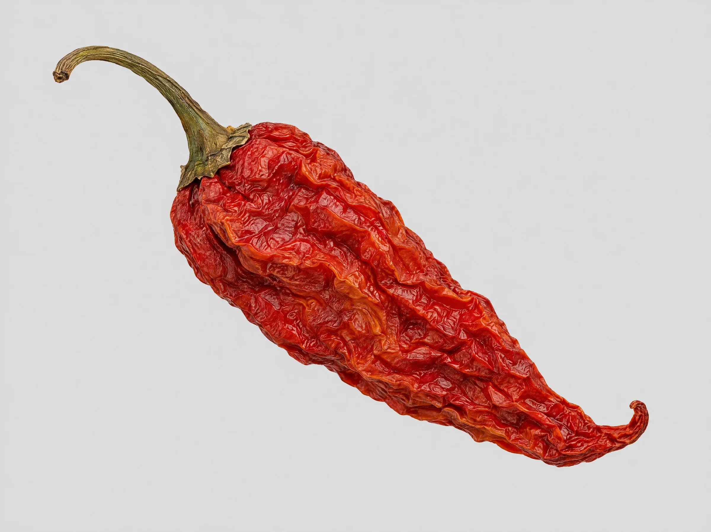 A single dried Naga Ghost Pepper pod with its curled stem